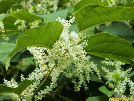 рейнутрия японская