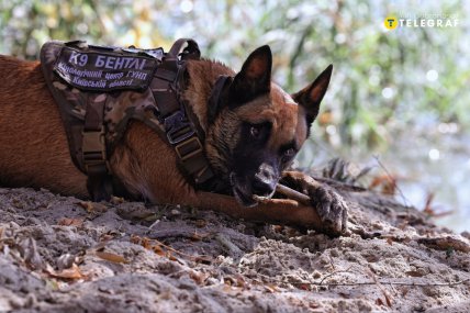 Фото службова поліцейська собака