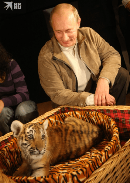 Владимир Путин и  уссурийский тигренок