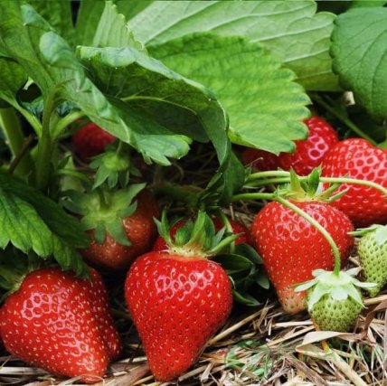 Клубника Альба