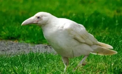 Реакции украинцев на белую ворону