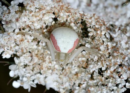 Misumena vatia