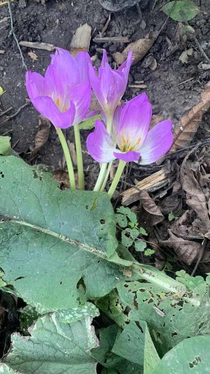 Безвременник осенний