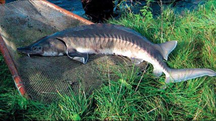 Осетр сибирский