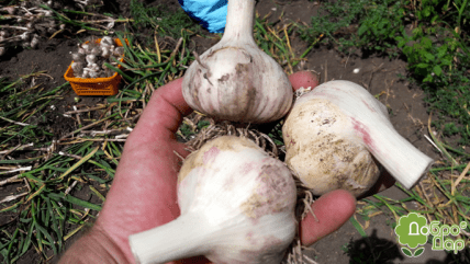 Чеснок Харьковский фиолетовый