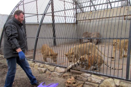 Чоловік та тигри й леви у вольєрі