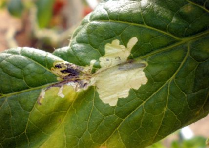 Томатная минирующая моль или томатная муха как вредит помидорам