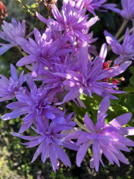 Безвременник осенний дикий шафран