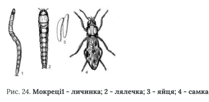 Мокрецы