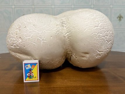 Дождевик нашли в Кировоградской области