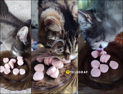 Чи їдять коти найдешевші сосиски з АТБ