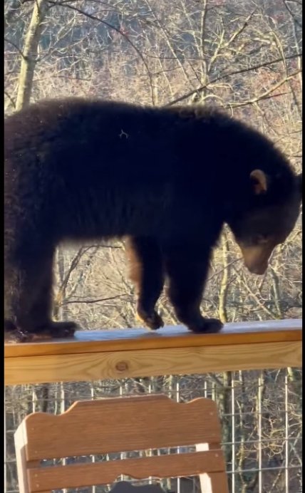 Медведь_джакузи_1