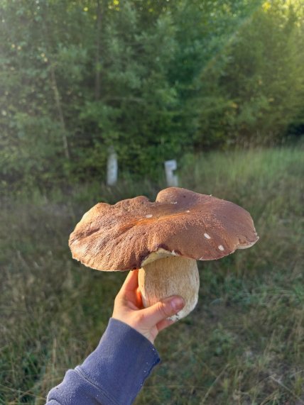 Белый гриб
