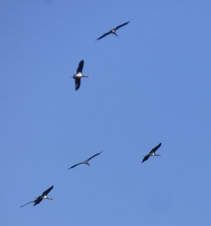 аист черный — миграция