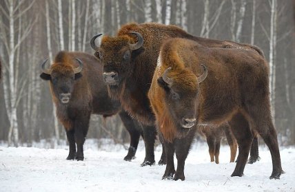 Зубры Конотоп