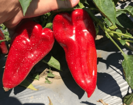 Болгарський перець Пловдівська копія