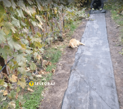 Агротканина у винограднику