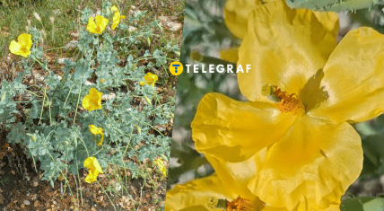 Мачок желтый цветок вороний мак