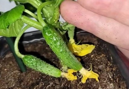 Огірок Крош