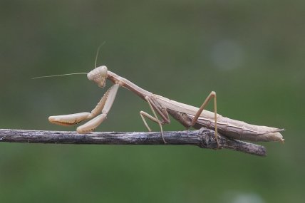 Як виглядає Ірис плямистий