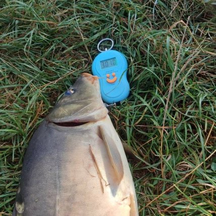 Риболовля ставок біля села Прибилів на Прикарпатті