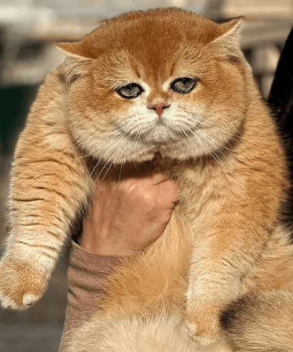 В Украине продают британскую золотистую шиншиллу