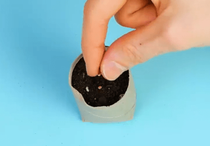 Посів насіння в стаканчик для розсади