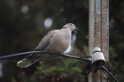 Как выглядит кольчатая горлица