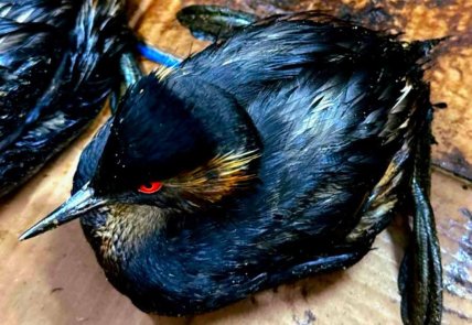 Гагара после загрязнения Черного моря