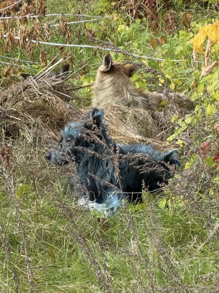 Собаки Чернобыля посинели