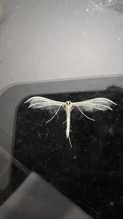 Пальцекрылка, Львовская область