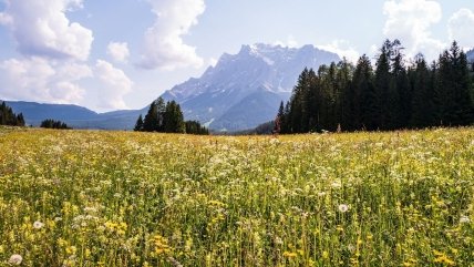 кульбаби на полі