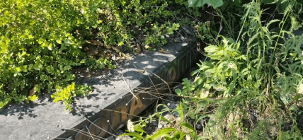 Могила Николая Шопши