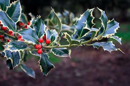 Як виглядає падуб та його плоди