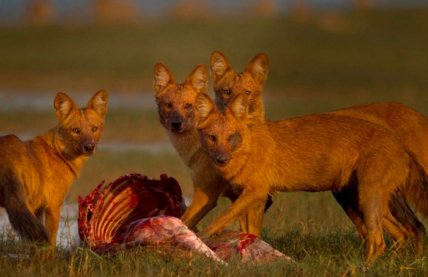 Дхолы (рыжие собаки)