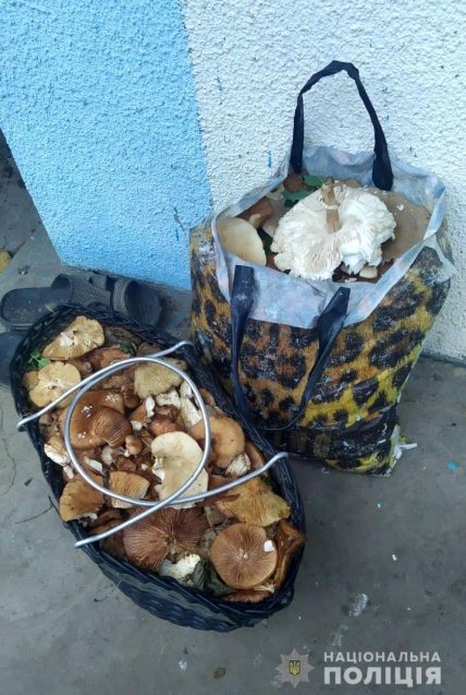 В Ровенской области нашли пропавшую в лесу бабушку