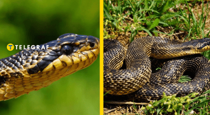 Краснокнижный сарматский полос