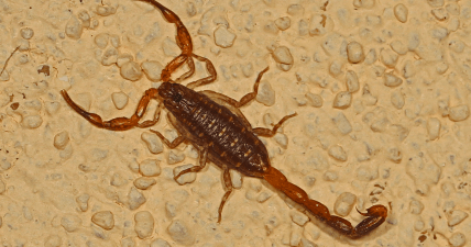 Скорпіон Centruroides hentzi, США