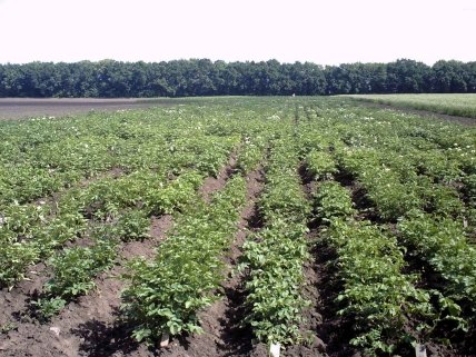 Ділянка, де росте картопля