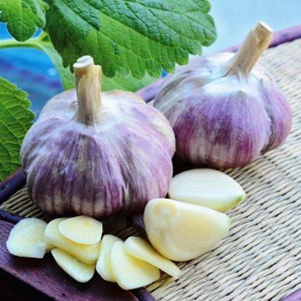 Чеснок Софиевский озимый