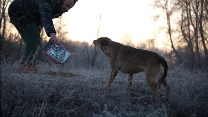 Голодні собаки в Ізюмі, Харківська обл