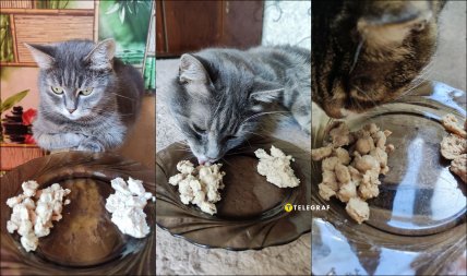 Кошки не едят дешевые пельмени из АТБ и Сильпо