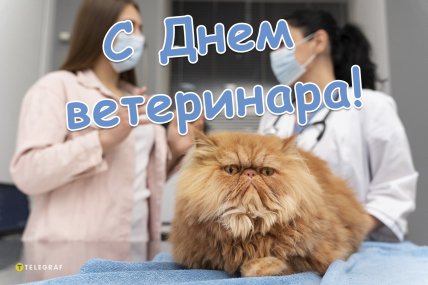 день ветеринара поздравления открытки и картинки