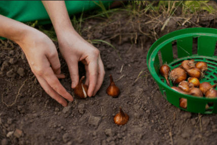 Посадка тюльпанов осенью