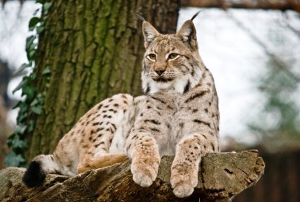 Рысь обычная