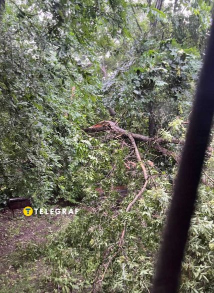 У Дніпрі під час зливи впало дерево