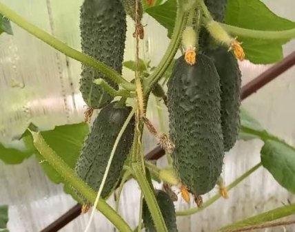 Огірок Кураж