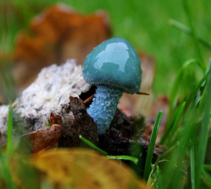 Строфарія синьо-зелена