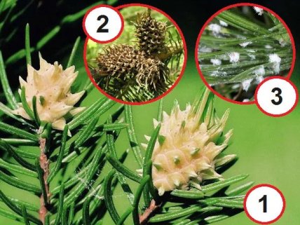 Вредители елки