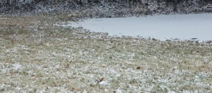 Знайдіть хаскі на зображенні